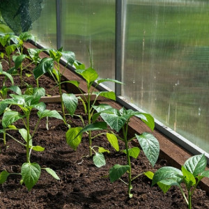 Огородникам во Владимирской области пообещали ночные заморозки