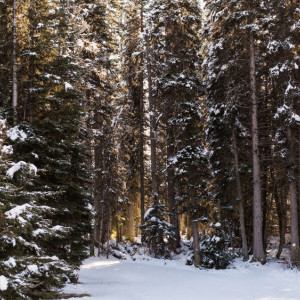 Народные приметы: что можно и нельзя делать 28 декабря Трифонов день