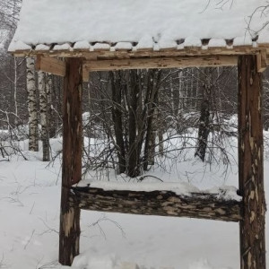 Во владимирских лесах жизнь животных «подсластили» солью