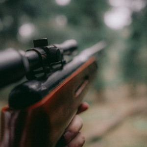 В Суздале будут судить застрелившего лосиху браконьера