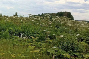 Во Владимирской области около 100 га заросло борщевиком