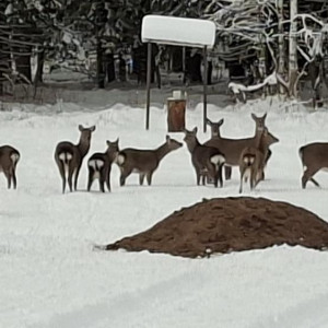 Во Владимирской области сфотографировали группу пятнистых оленей