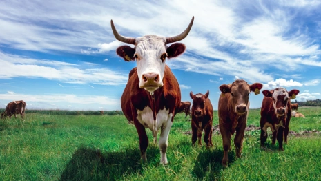 Федор Скотник: что можно и нельзя делать 27 марта