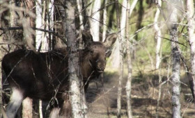 Жителей Владимирской области предупредили о выбегающих на дорогу лосятах