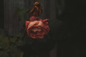 Во Владимирской области пропавшую в феврале 44-летнюю женщину нашли мертвой