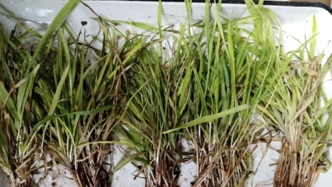 Во Владимирской области посчитали уровень потерь озимых культур