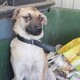 Во Владимирской области спасли собаку с дырой в голове и сломанной челюстью