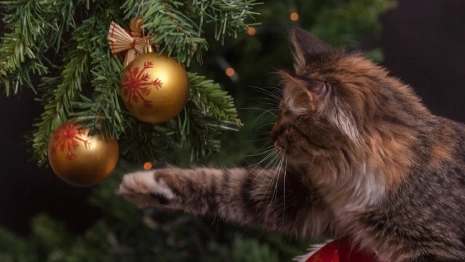 Владимирская область украсит свою ель на ВДНХ дымовской керамикой и мстерской миниатюрой 