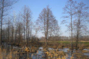 Прогноз погоды во Владимирской области на 8 ноября 2024 года