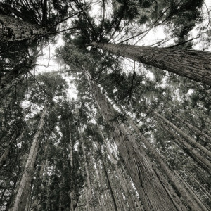 Пропавшего в муромском лесу мужчину нашли мертвым