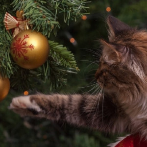 Владимирская область украсит свою ель на ВДНХ дымовской керамикой и мстерской миниатюрой 