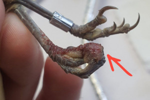 Во Владимирской области зафиксировали массовую оспу птиц