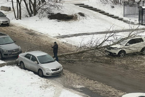 Во Владимирской области две машины придавило деревьями