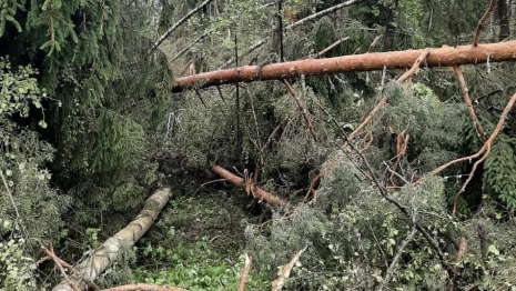 После урагана во Владимирской области без света остались 10 тыс. человек