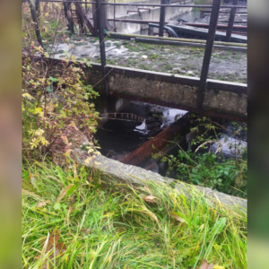 Село под Камешково затопило сточными водами