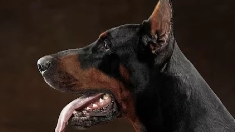 В деревне под Собинкой обнаружили очаг бешенства