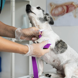 Во Владимирской области при колледжах появятся мини-гостиница и ветклиника