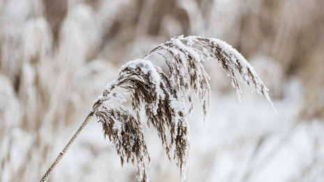 Синоптики во Владимирской области назвали последний день аномальных морозов