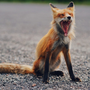 Во Владимирской области с начала года насчитали 72 бешеных зверя