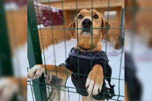 Во Владимире приют для животных получил президентский грант