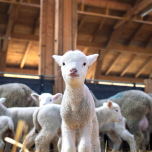 В Собинском районе нашли очаг оспы овец