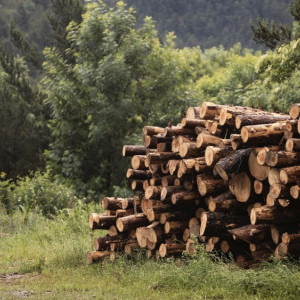 В Гусь-Хрустальном «черные лесорубы» спилили 139 сосен и елей