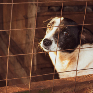 Владимирцы потребовали спасти оказавшийся на грани закрытия приют для бездомных животных