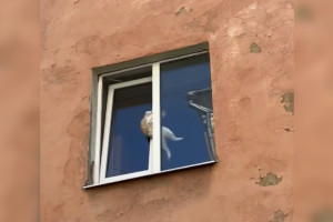 Во Владимире спасли застрявшего в окне кота