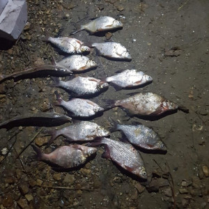 Владимирский браконьер попал под второе уголовное дело за ловлю краснокнижных рыб