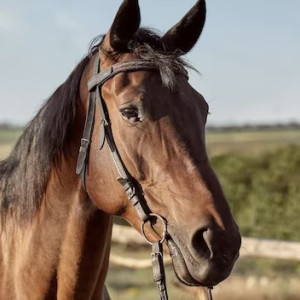 Директора Центра иппотерапии в Муроме будут судить за падение ребенка с лошади