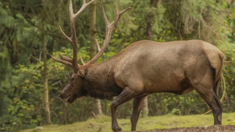 На владимирских трассах появятся желтые щиты с предупреждениями о лосях