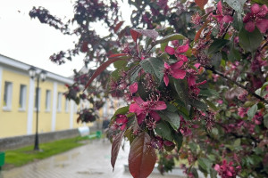 В центре Владимира зацвели красные яблони