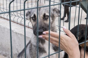 Во Владимире ищут деньги для строительства приюта для животных