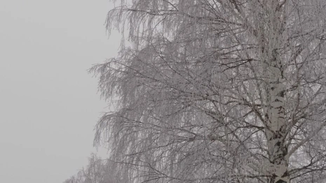 Прогноз погоды во Владимире и области на 1 февраля