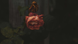 Во Владимирской области пропавшую в феврале 44-летнюю женщину нашли мертвой