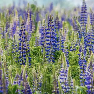 Владимирцам напомнили о длинных выходных в мае