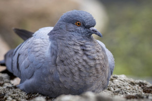 Во Владимирской области 2 тыс. птиц обследовали на птичий грипп и болезнь Ньюкасла