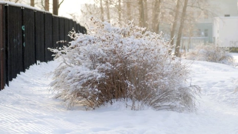 День Макара Весноуказчика: что можно и чего нельзя делать 1 февраля