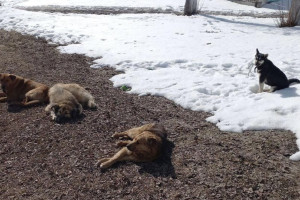 В Камешковском районе начался отлов бездомных животных
