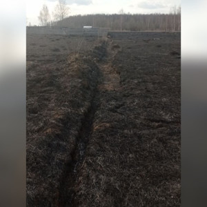 Во Владимирской области из-за пала травы около приюта для собак могли сгореть 250 животных