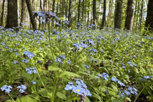 Во Владимире обсудят застройку около лесного парка «Дружба» многоэтажками
