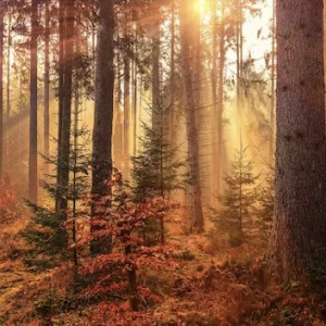 Пропавшего во Владимирской области 25-летнего парня со шрамом нашли живым