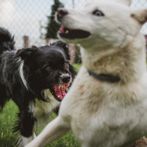 Стая бездомных собак 10 лет держит в страхе жителей владимирского села