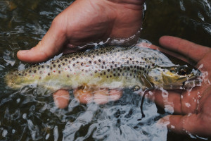 Во Владимирской области рыбаки столкнули полицейского в воду