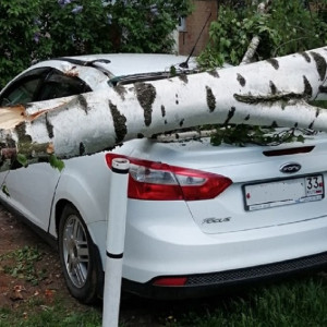 Жители Владимира пожаловались на упавшие из-за ветра деревья