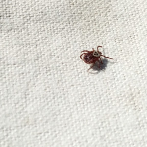 Во Владимирской области с людей сняли пять зараженных болезнью Лайма клещей