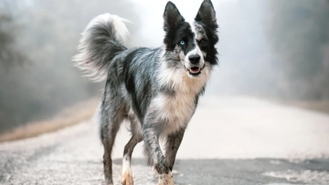 Во Владимирской области выявили новый очаг бешенства