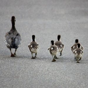 Владимирцы сняли милое видео с идущим по городу мамой-уткой и крошечными утятами