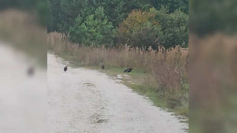 В Гусь-Хрустальном районе увидели самку глухаря с птенцами