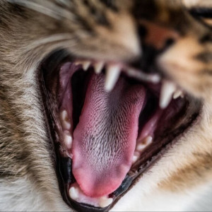 В Ковровском районе обнаружили еще один очаг бешенства